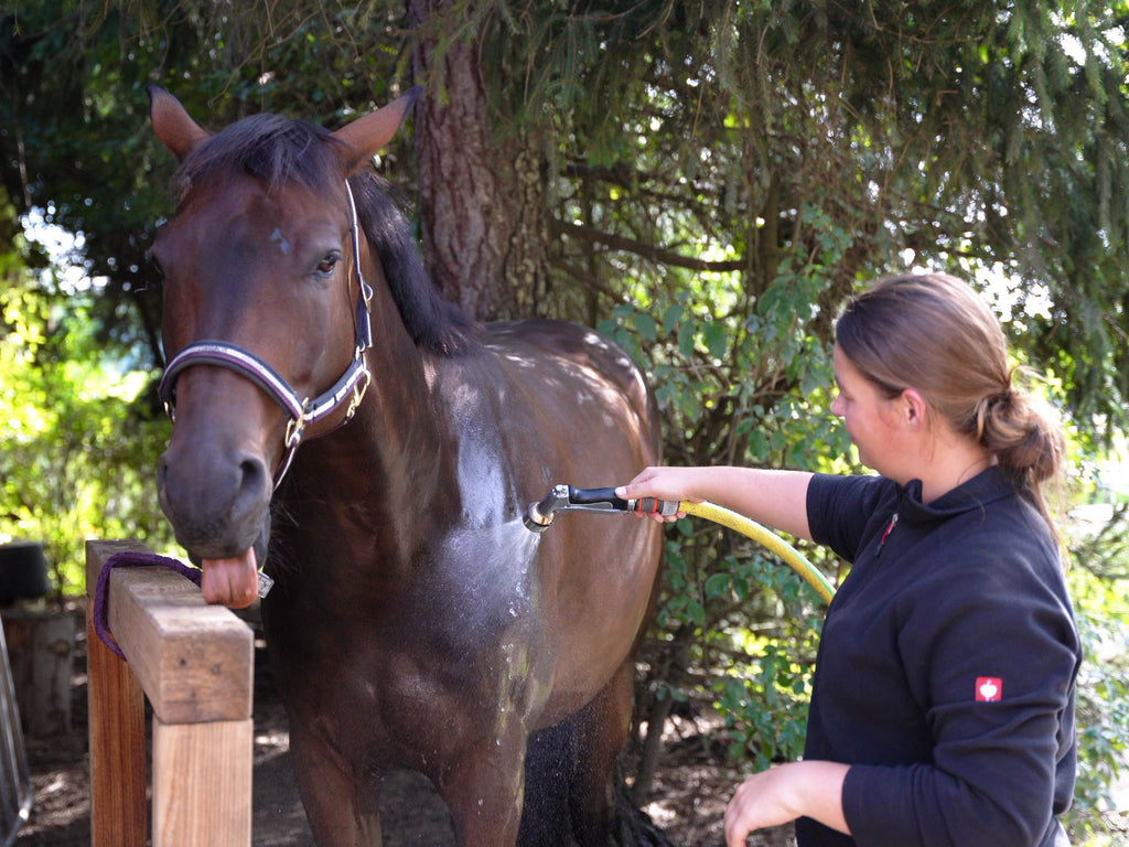 Horse enjoying the AquaJet-P1 vortex shower mist