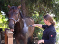 Horse enjoying the AquaJet-P1 vortex shower mist
