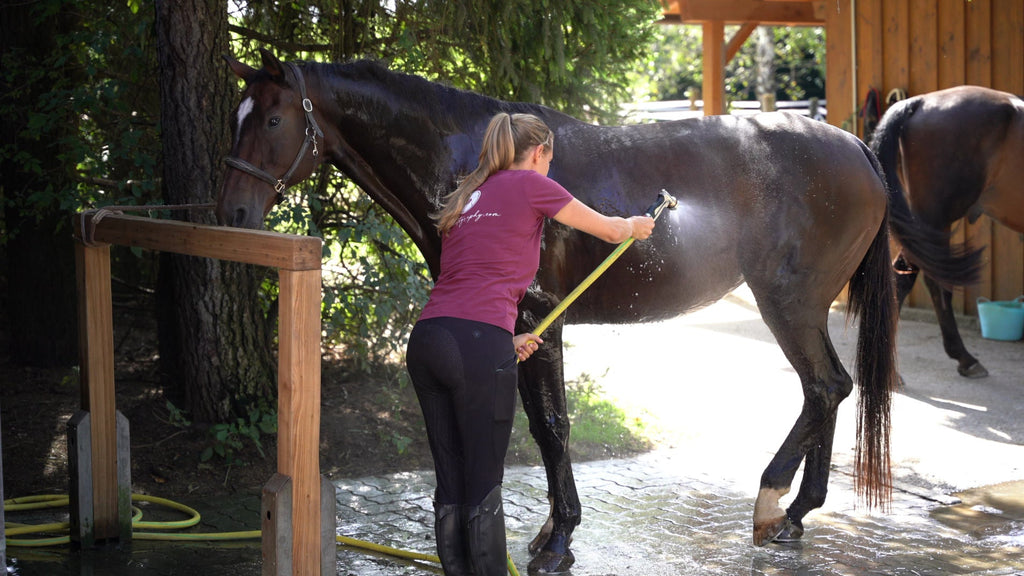 Relaxed horse resting a hind leg under the fine vortex mist
