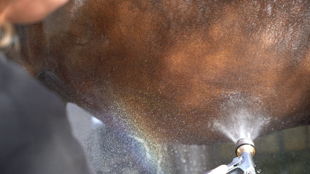 Gently rinsing the horse's belly with the fine vortex mist